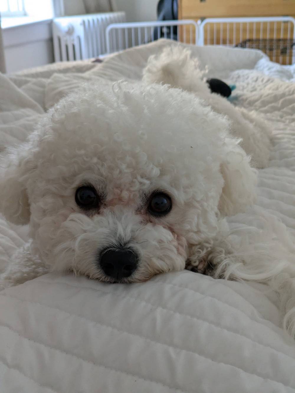 Staring at mommy until she agrees to play with me 🥺, photo 1 of 1