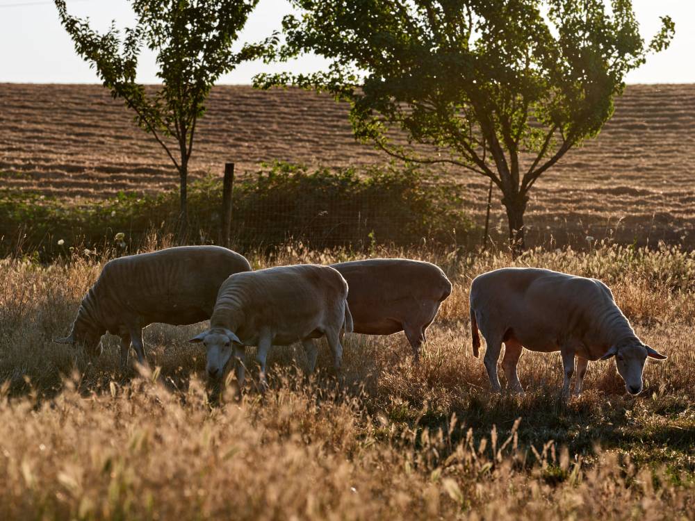 Sheep Grazing at Abbey Road Farm Oregon