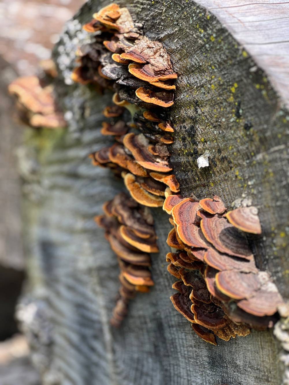 Mushrooms
