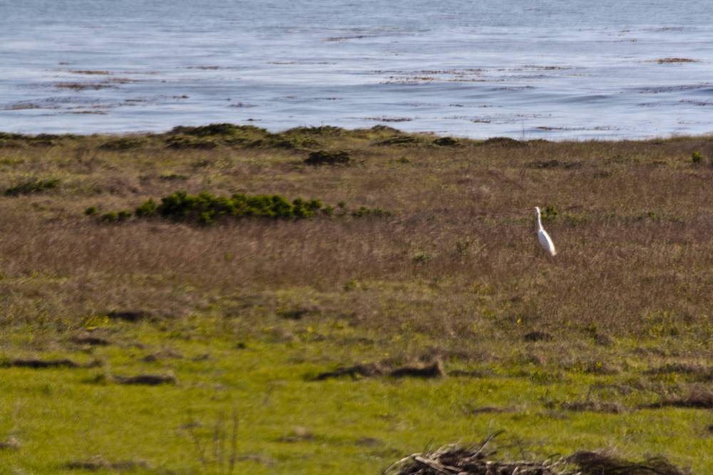 A white egret stands in a grassy coastal meadow near the ocean.