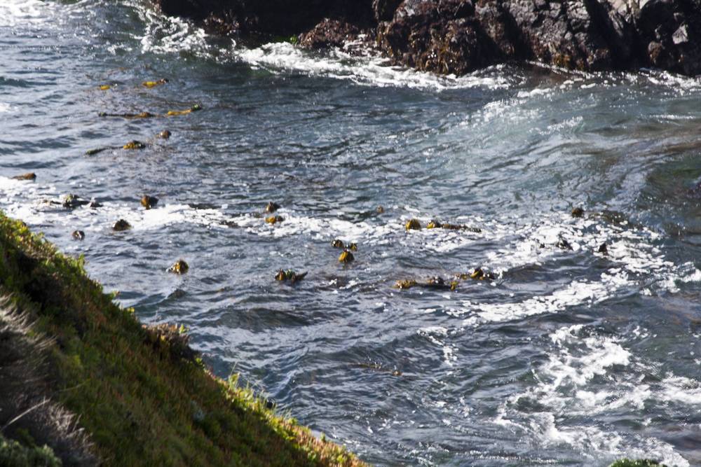 Waves and kelp swirl around rocky tide pools along a rugged coastline.