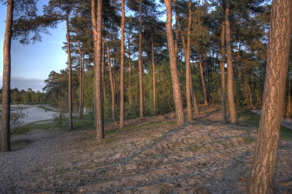 Sunlight streams through tall pine trunks in a forest clearing at Henschotermeer.