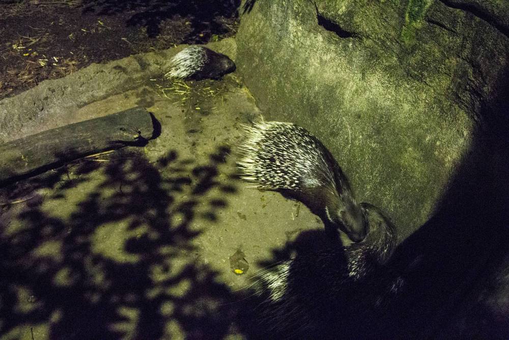 Singapore 2016 · Night Safari