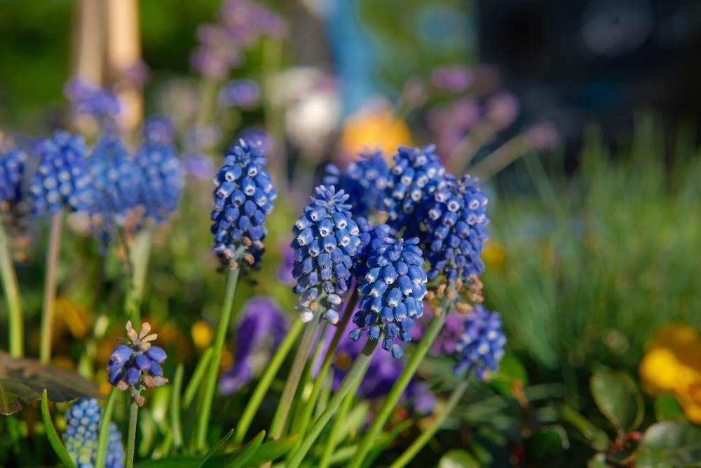 Spring flowers