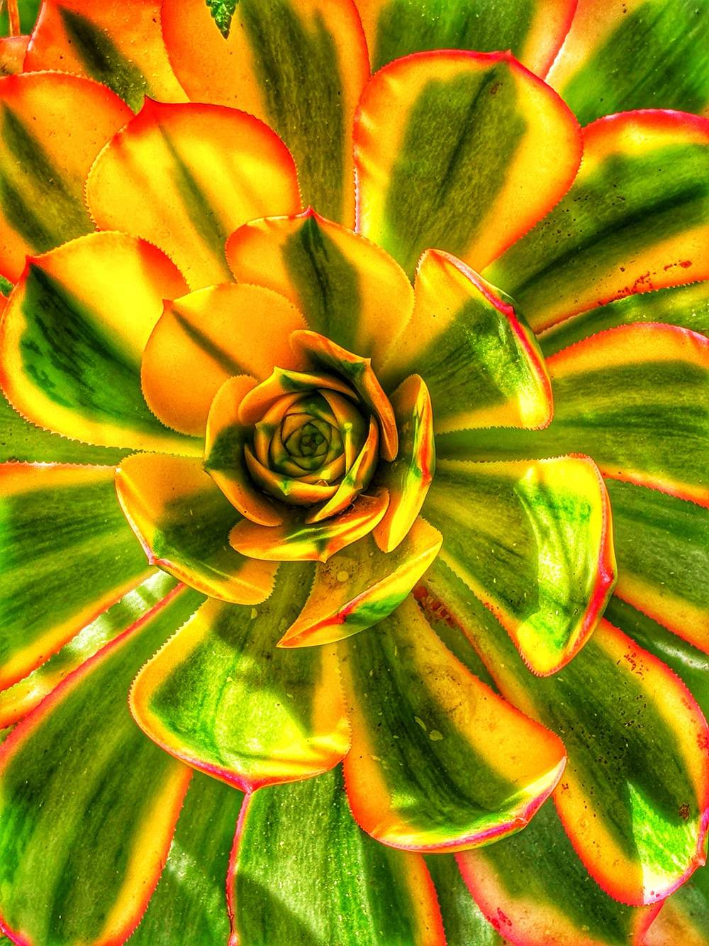 succulent