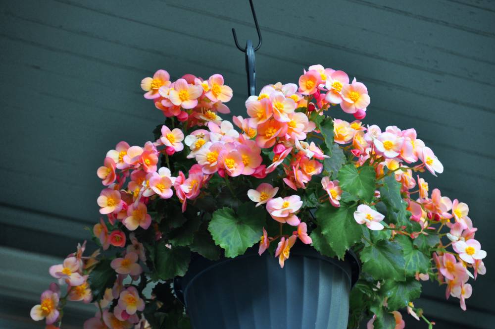 Begonias