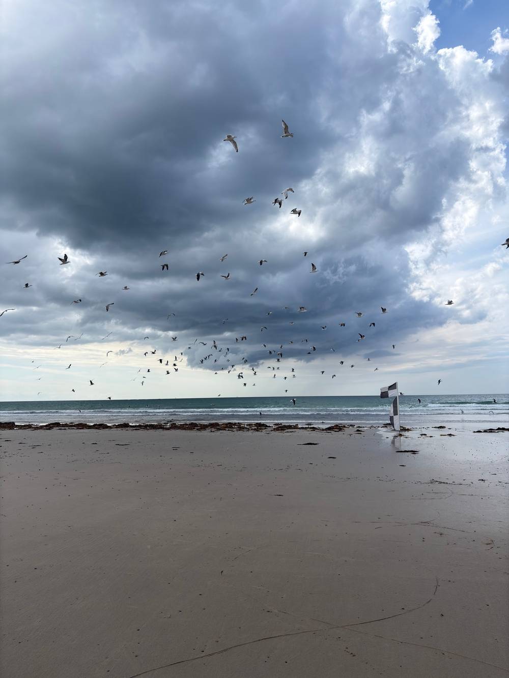 A flock of seagulls flying in front of grey and white clouds and a green looking sea