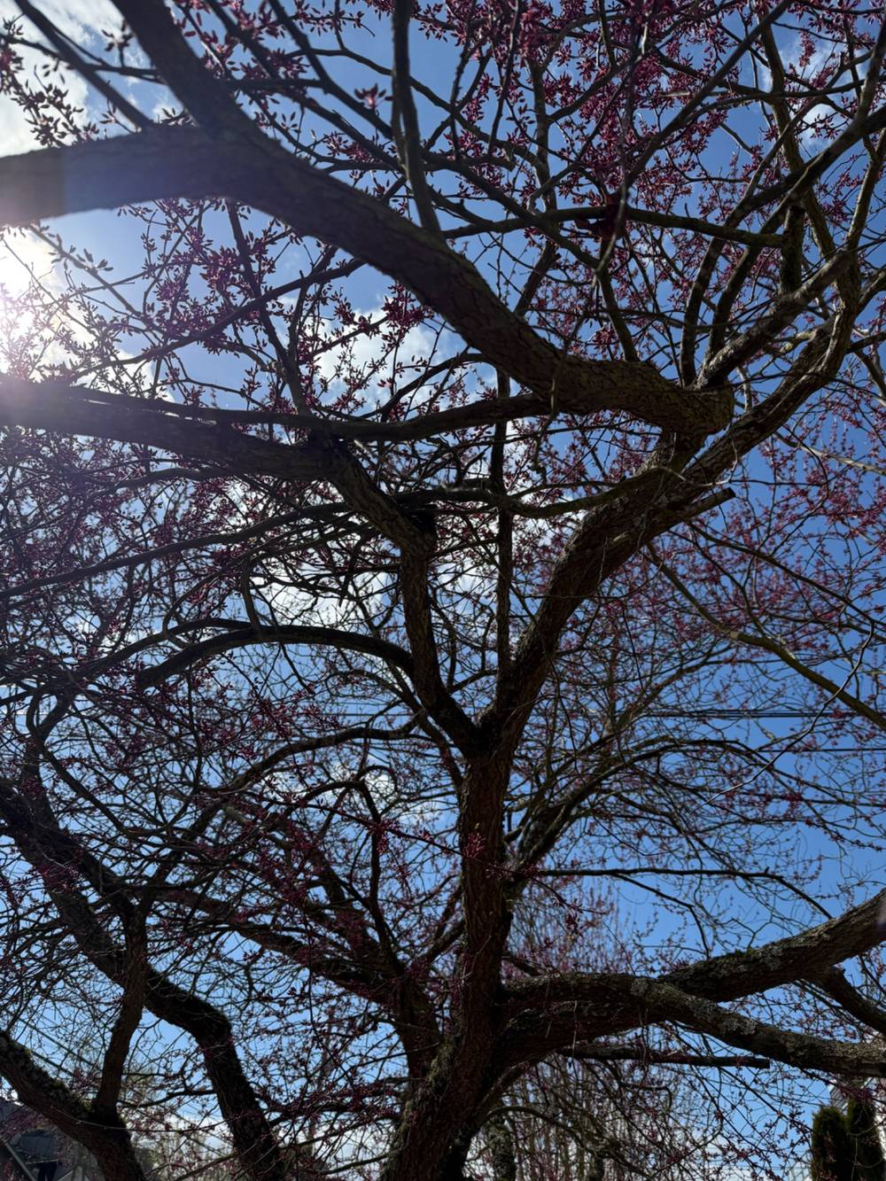 A more zoomed out photo of pink buds on a cherry tree against a blue sky and white clouds. 