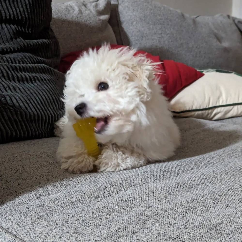 #bichonsofinstagram #bichon #bichonfrise, photo 2 of 4