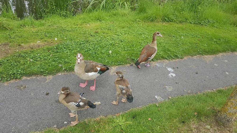 Only 2 (out of 7) goslings left...
