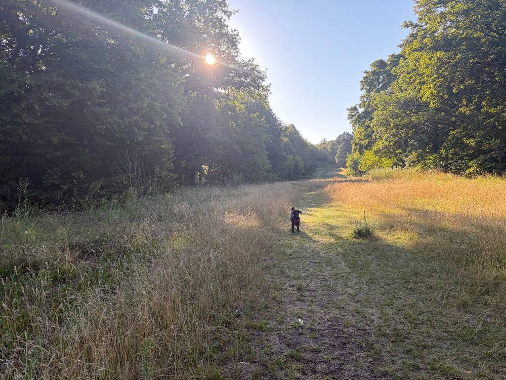 wiese im volkspark rehberge, man sieht frida wie sie auf mich wartet auf einer üppig beachsenen grün-gelben wiese