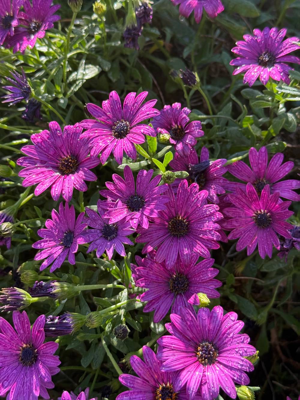 african daises