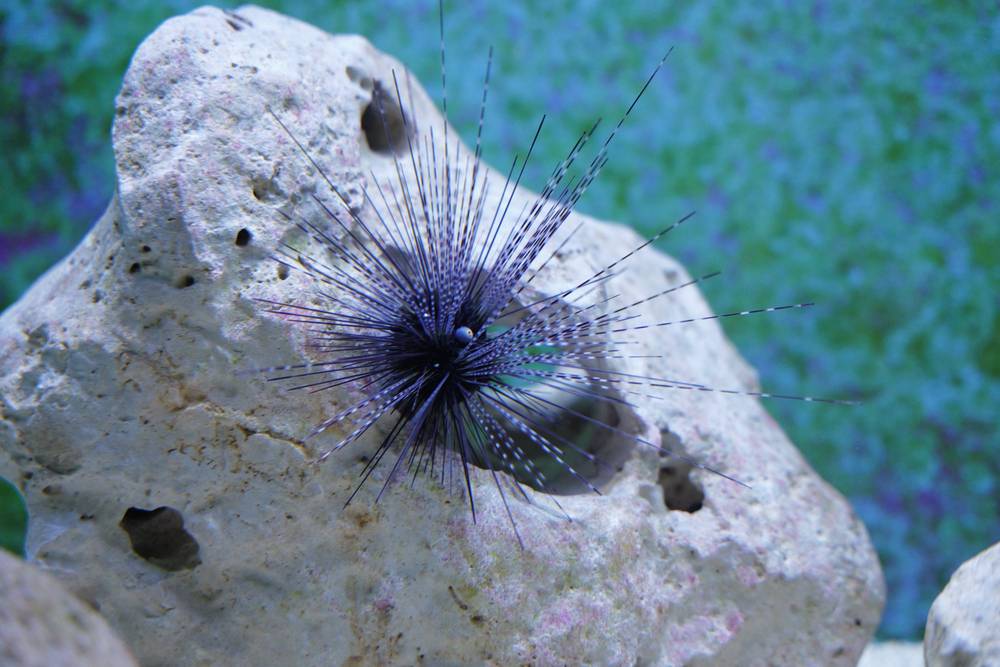Hello little friends., photo 2 of 4