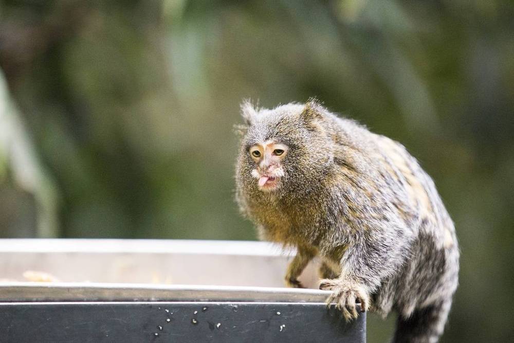 A small marmoset monkey sitting on a metal feeding tray, sticking out its tongue.