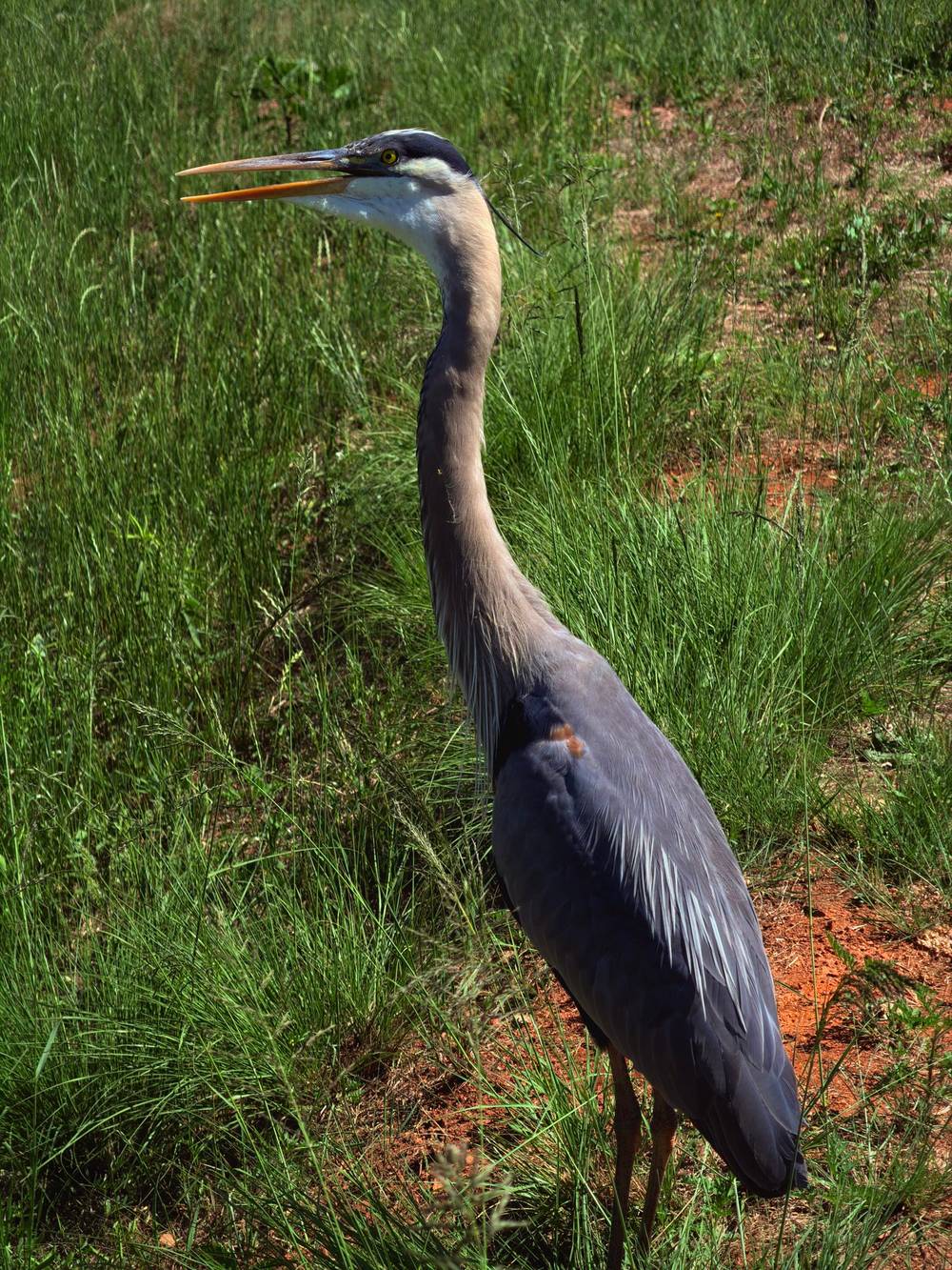 great blue heron