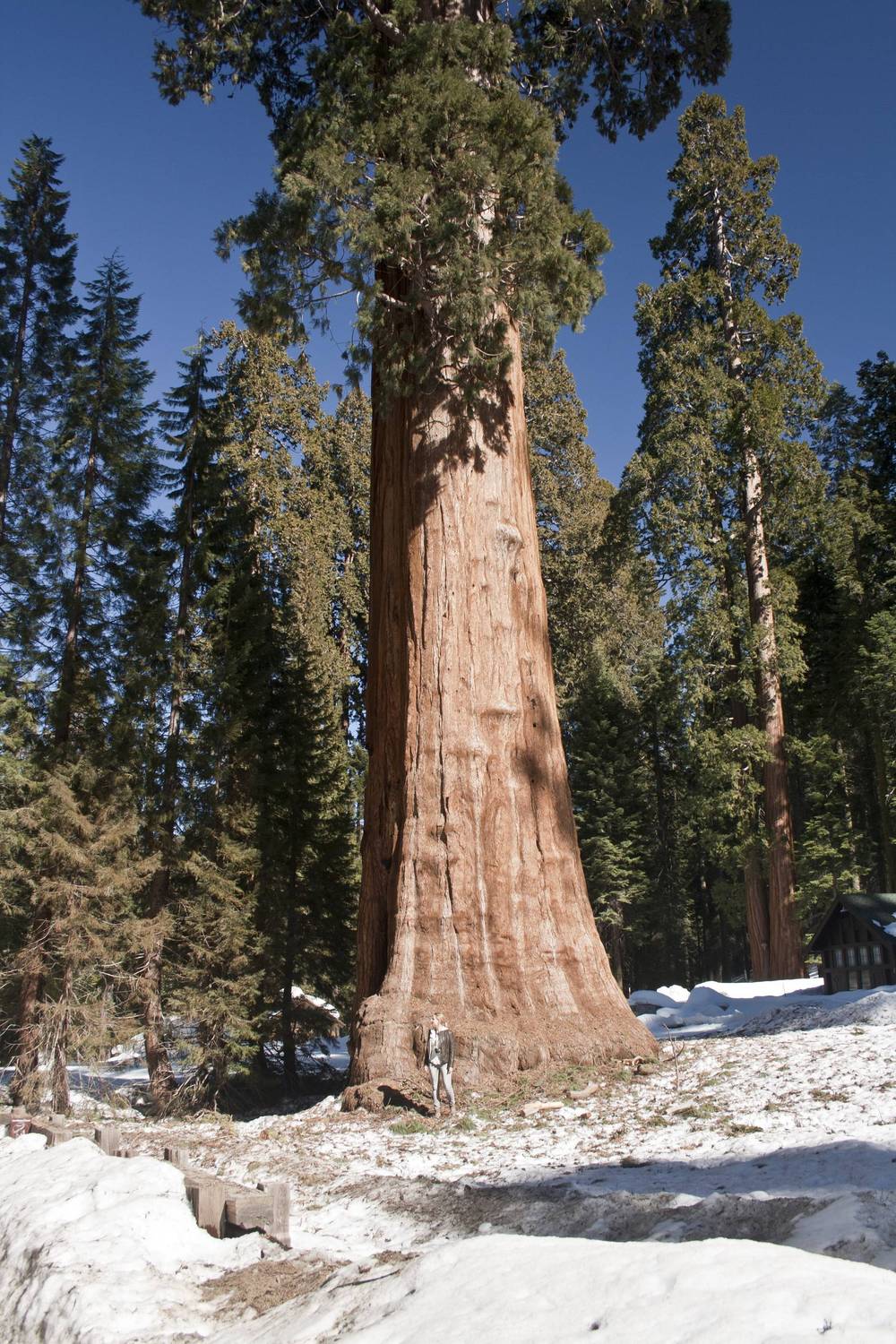 A giant sequoia tree towers over the surrounding pines on a snowy forest floor.