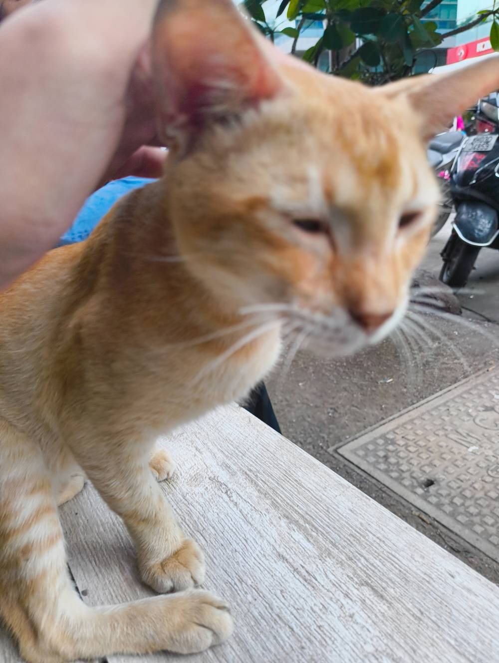 orange kitty being pet 