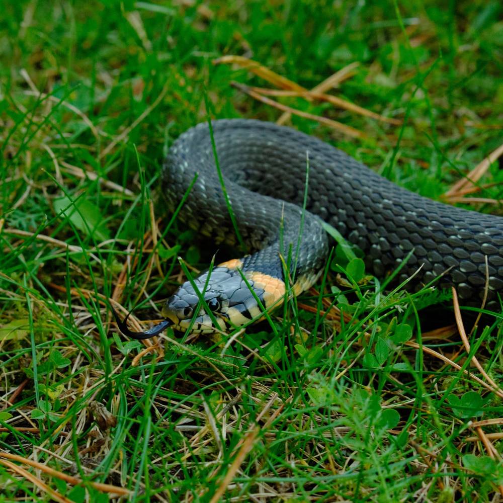 A dark gray snake with white speckles rests in a grassy area scattered with pine needles, its head raised as it extends its forked tongue to sample the air. The natural lighting accentuates the glossy texture of its scales and the vibrant orange collar around its neck, while the background vegetation remains softly blurred to emphasize the subject. This close-up composition highlights the intricate details of the snake's pattern against its lush, green environment.