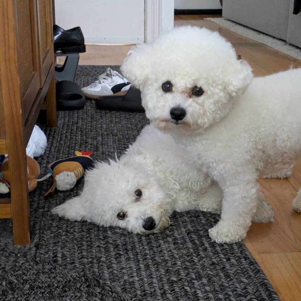 Morning play time before big brother Kibi goes to the groomer 💇‍♂️, photo 1 of 1