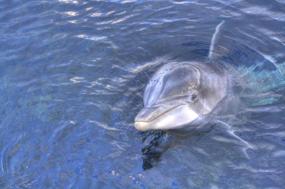 A dolphin surfaces and looks toward the camera in clear blue water.