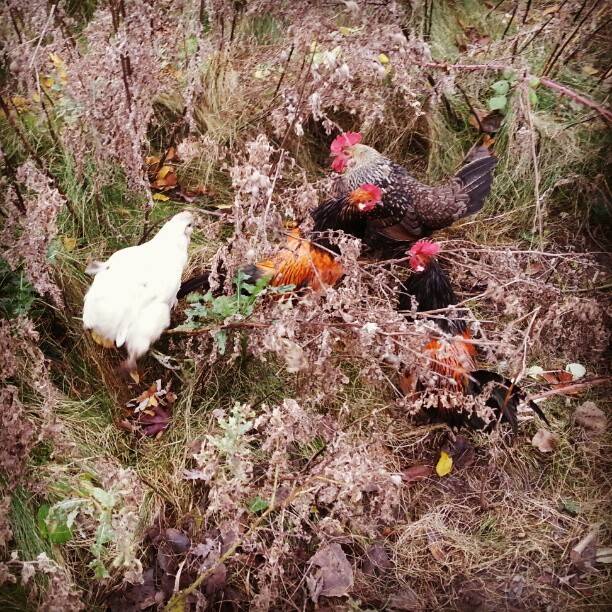 A white chicken and several roosters foraging among dried grass and plants.