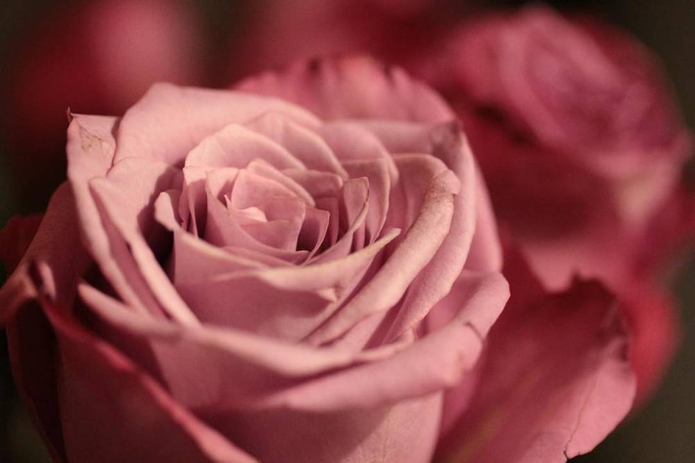 A close-up of a pink rose in soft focus.