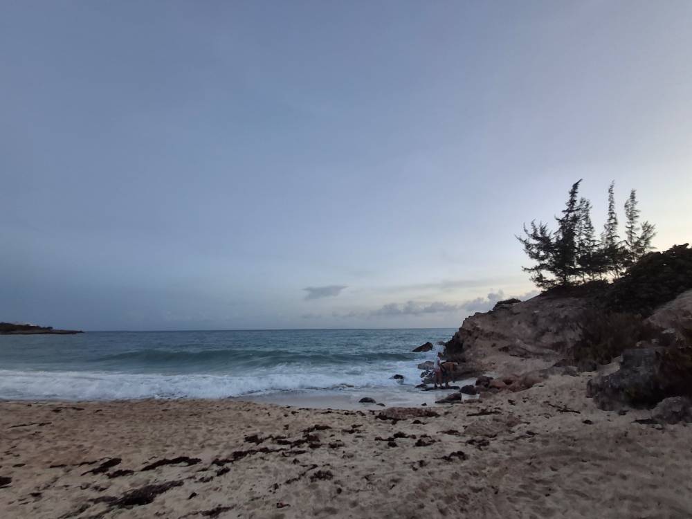Moody beach with seaweed