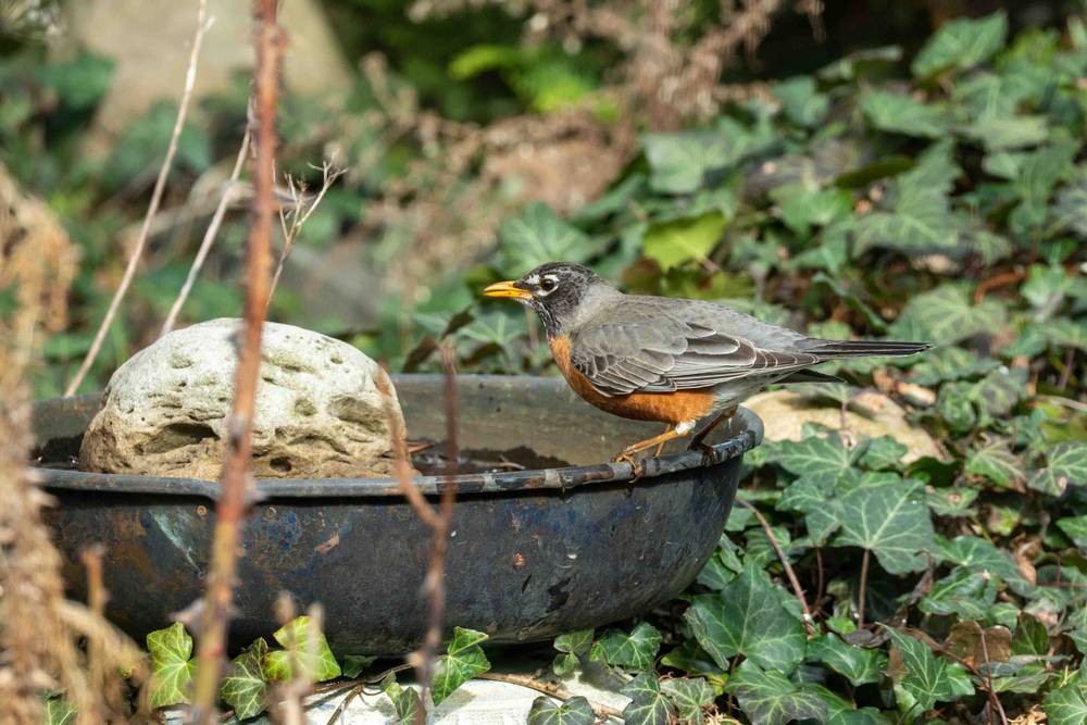 An American robin perches on the edge of a shallow water dish, its body angled sideways. It has a dark gray back, a rich orange-red chest, and a yellow beak. The bird stands calmly with one foot near the rim, framed by green ivy leaves and soft, earthy garden textures in the background.