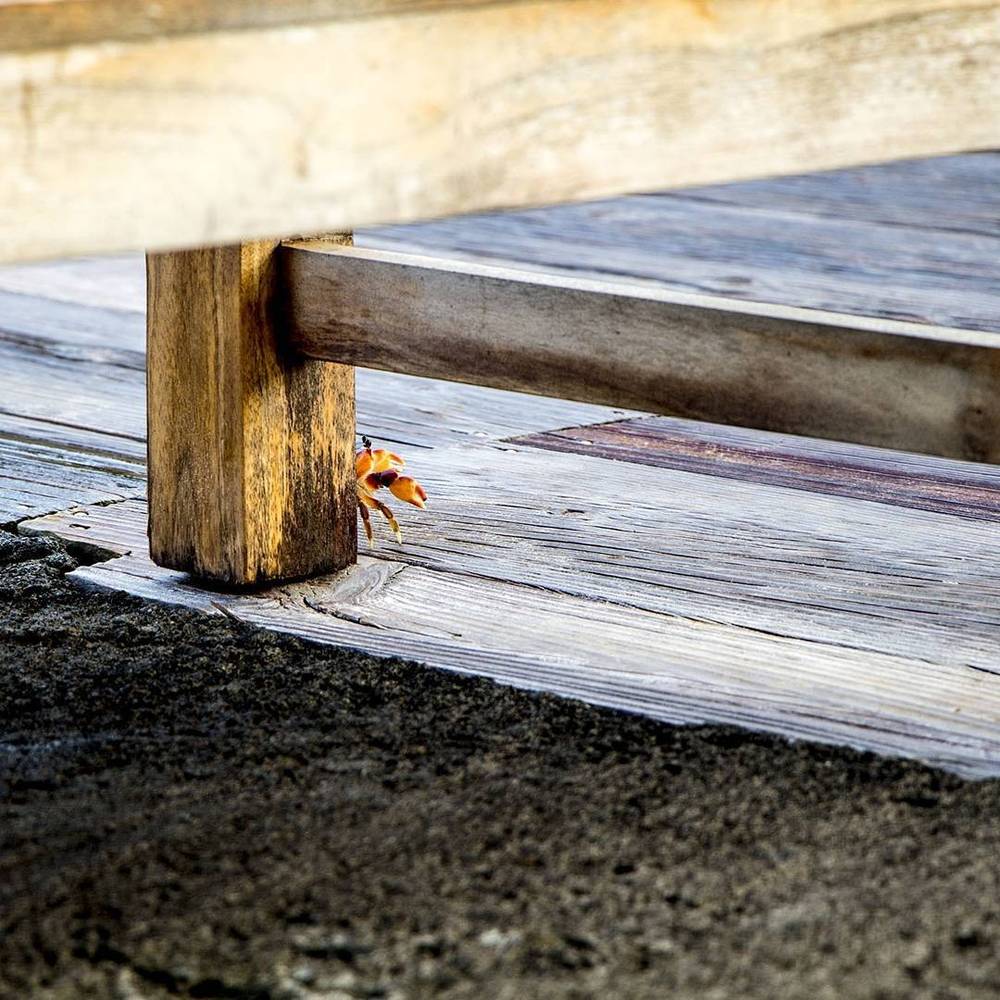 A small orange crab scuttling near a wooden dock post.