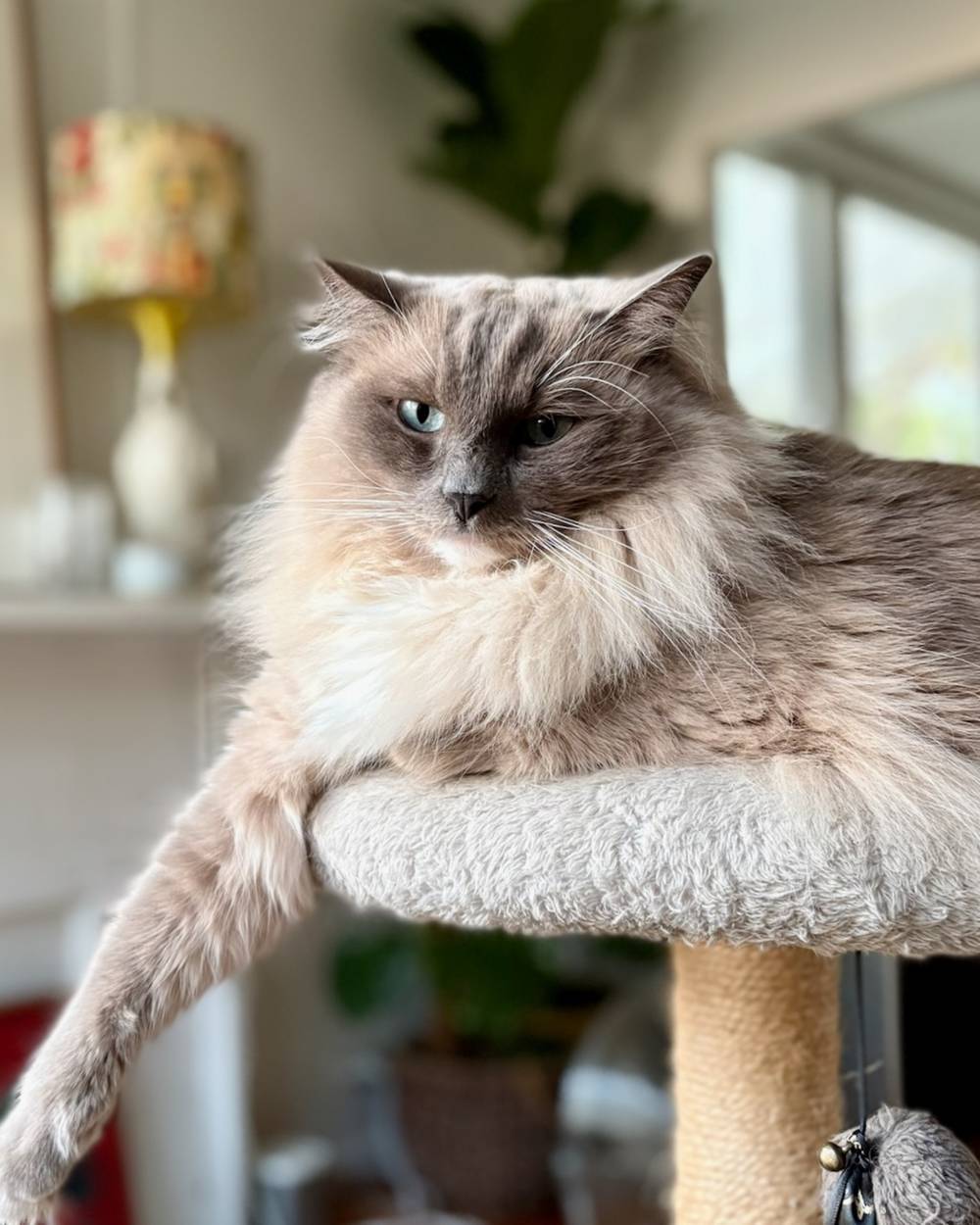 Cat, photo 1 of 3