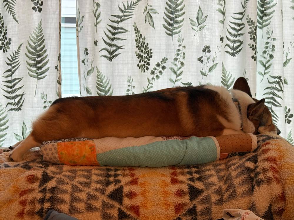 Another shot of the same corgi, lying atop  a folded blanket, back legs splooted out   