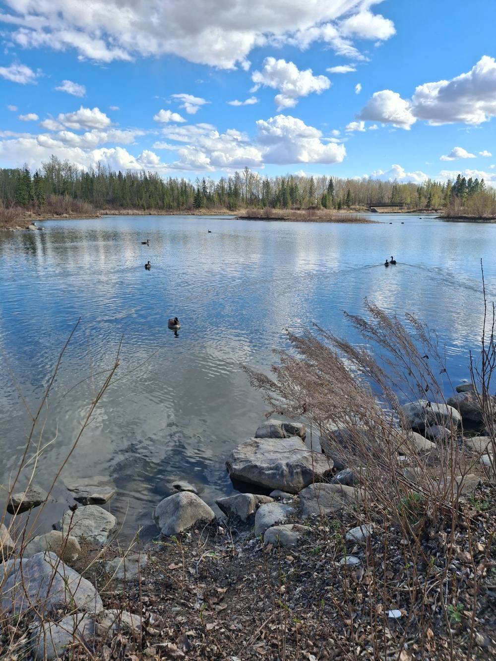 Geese on the pond. Viewed from the rocky shoreline. The sky is blue and speckled with big white clouds and there are trees in the background.