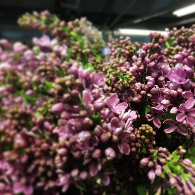A close-up of clusters of small pink lilac flowers.
