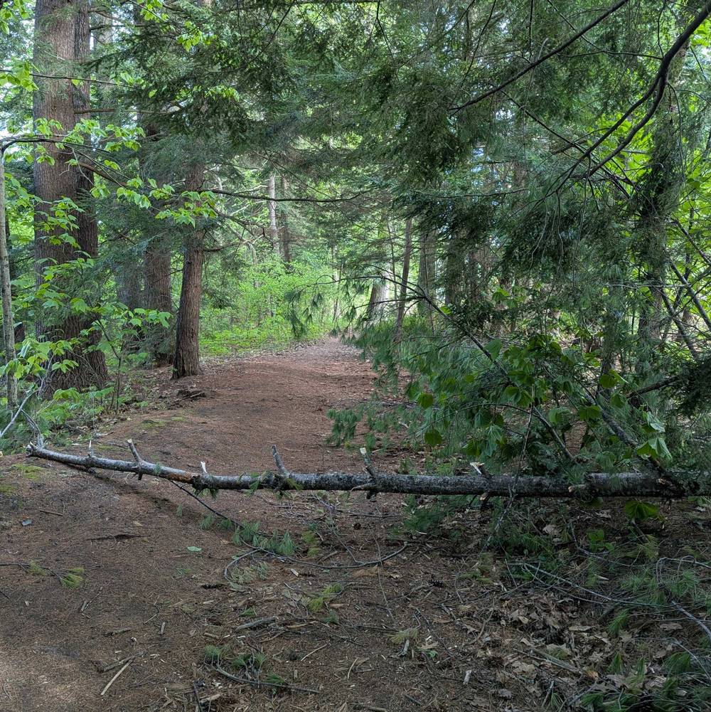Some impromptu trail maintenance