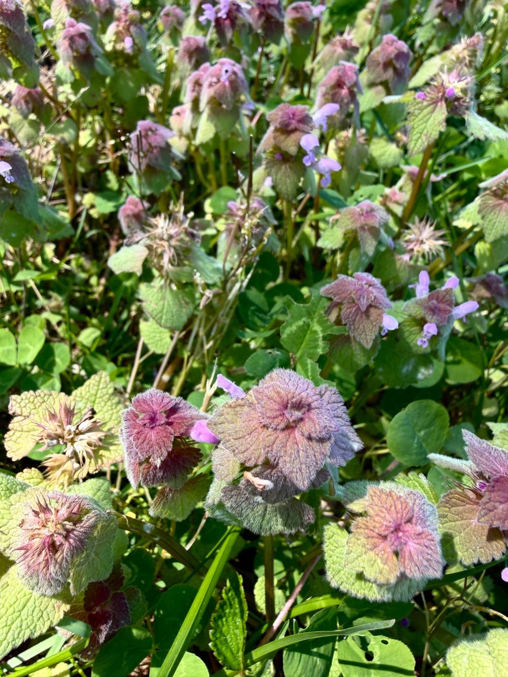 Purple Dead nettle