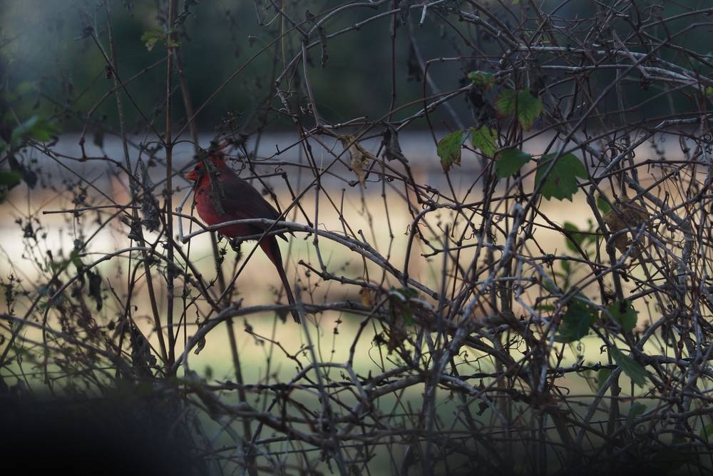 A norther cardinal sitting on a fence. It's eye is covered by a leaf.