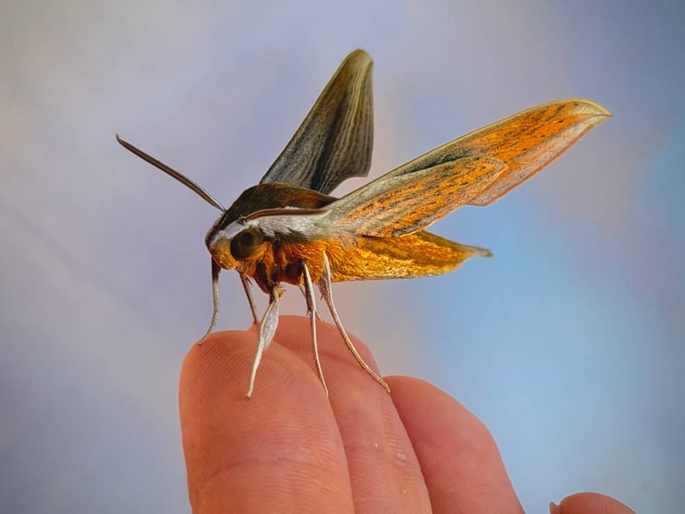 tersa sphinx