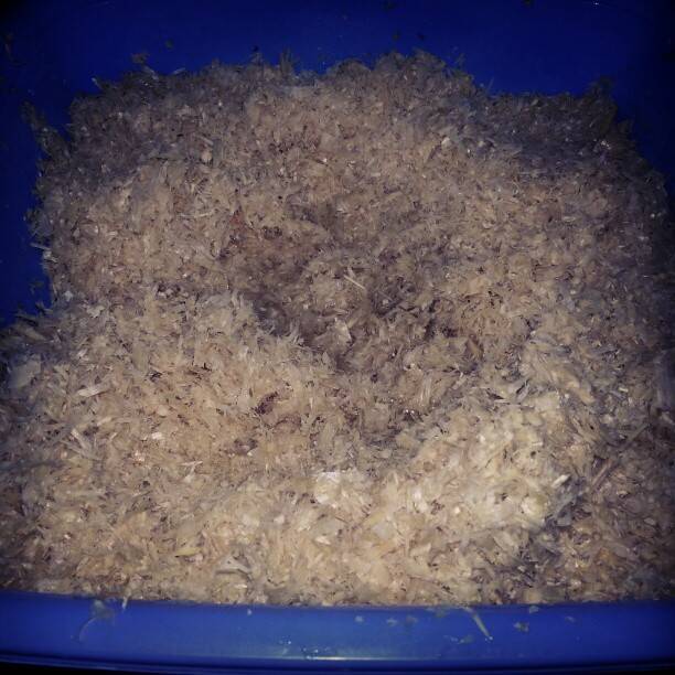 A blue bin filled with shredded paper or wood shavings.