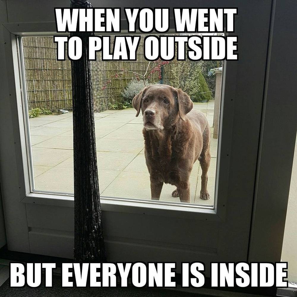 A dog looking through a window with text reading "When you went to play outside but everyone is inside."
