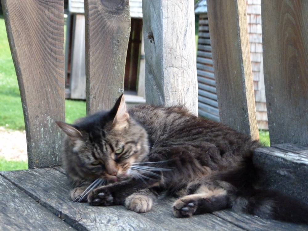 mreow