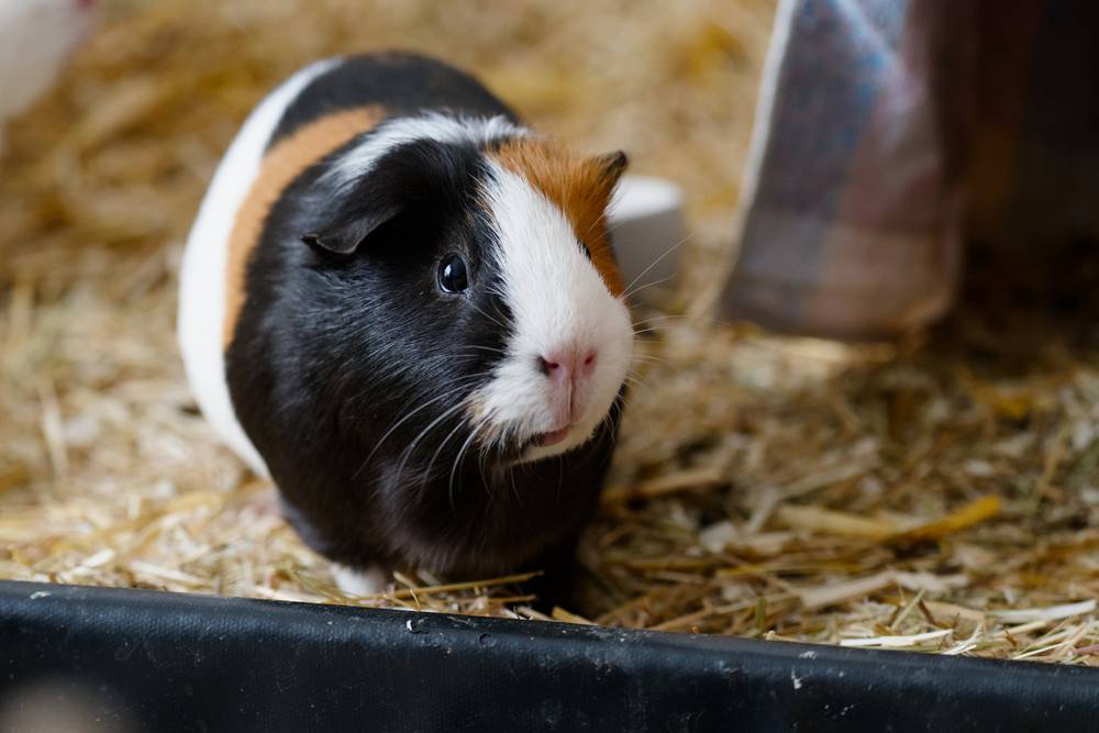 A three coloured guinea pig waiting in anticipation