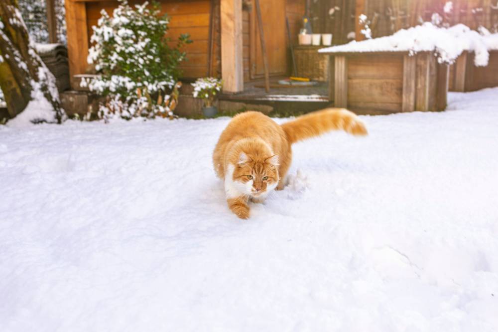 Orange cat in the snow