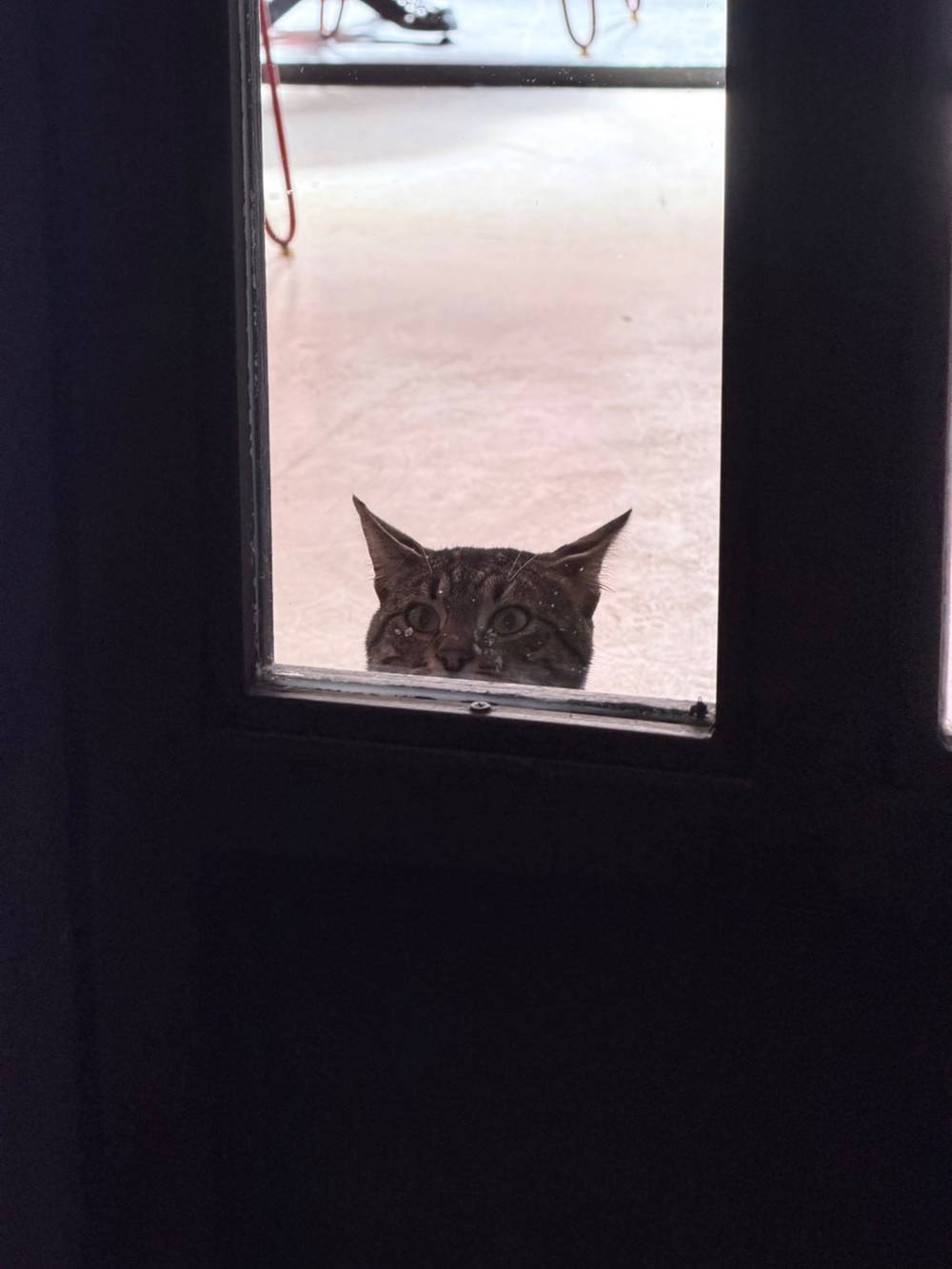 May I come in?