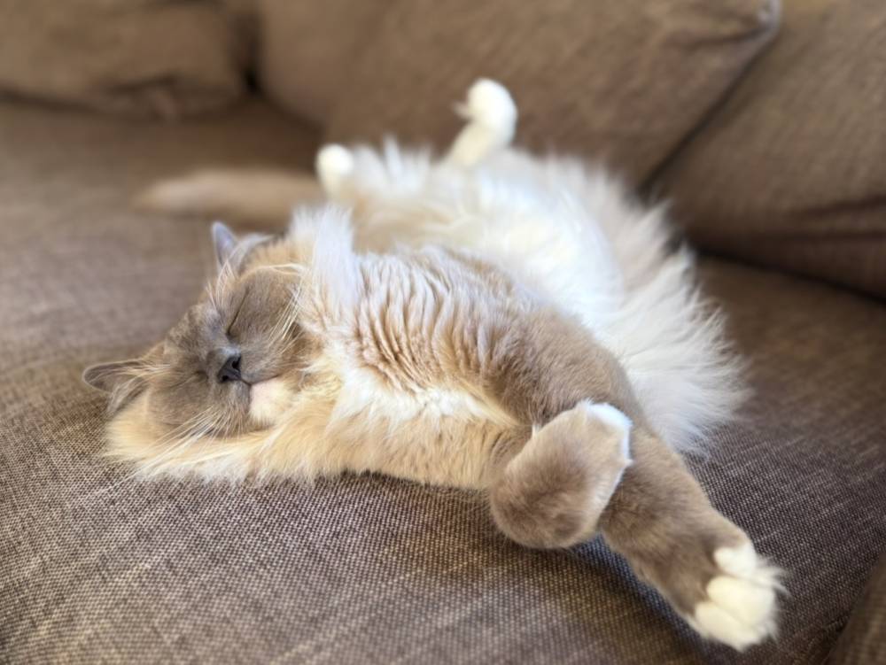 Cat, photo 2 of 3