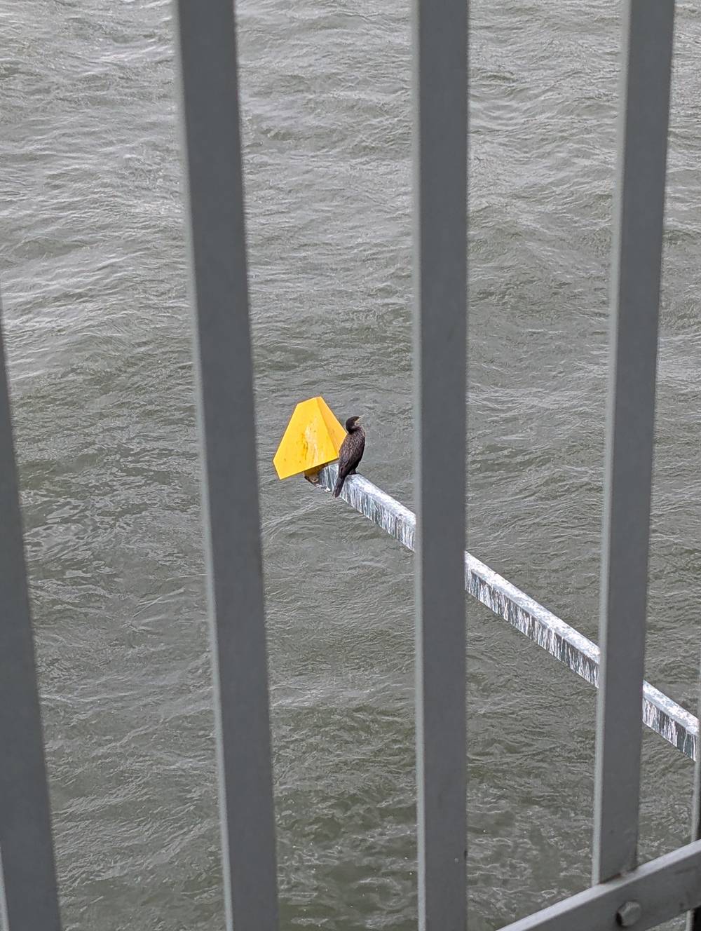 Bird perched on a little strut on the river, viewed through a railing.