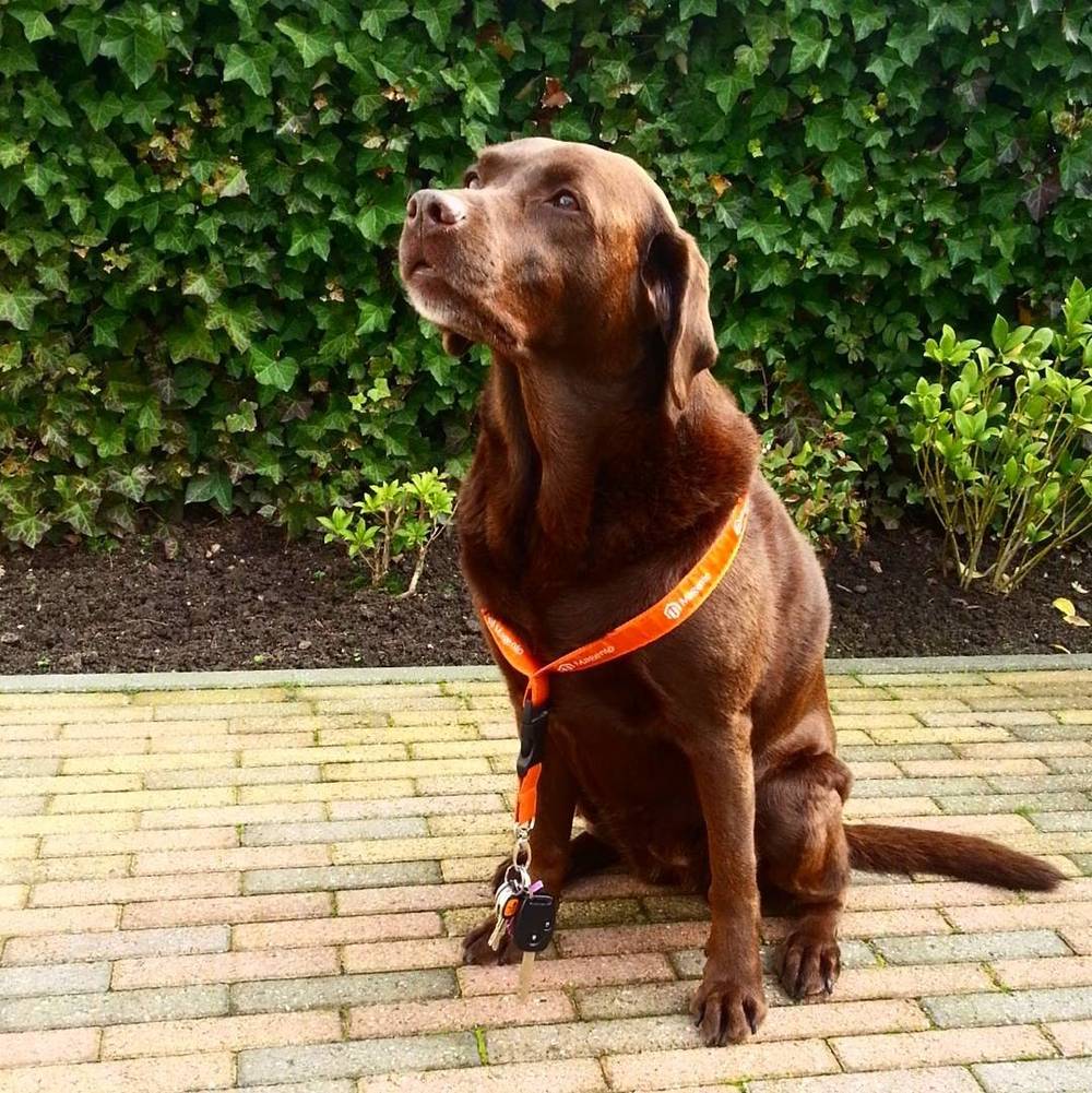 A brown Labrador wearing an orange collar sitting on a brick path.