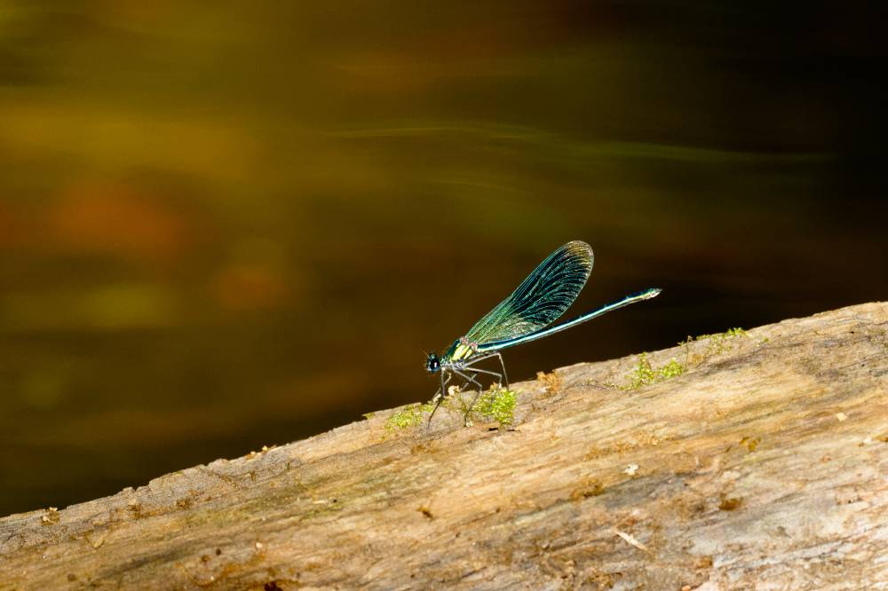 Dragonfly