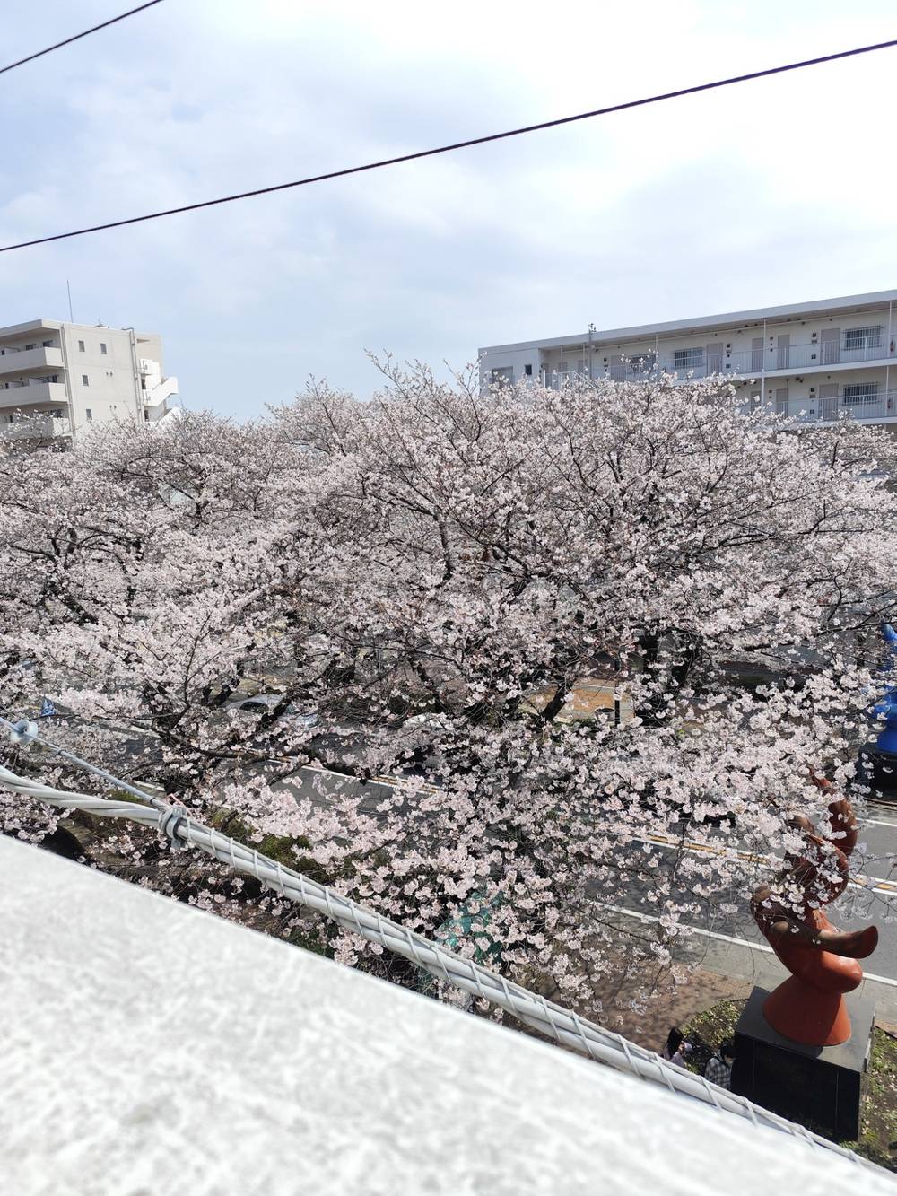桜の見納め、来年もよろしく。