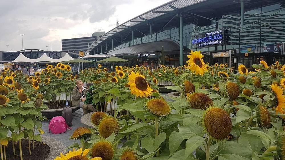 All teh sunflowers
