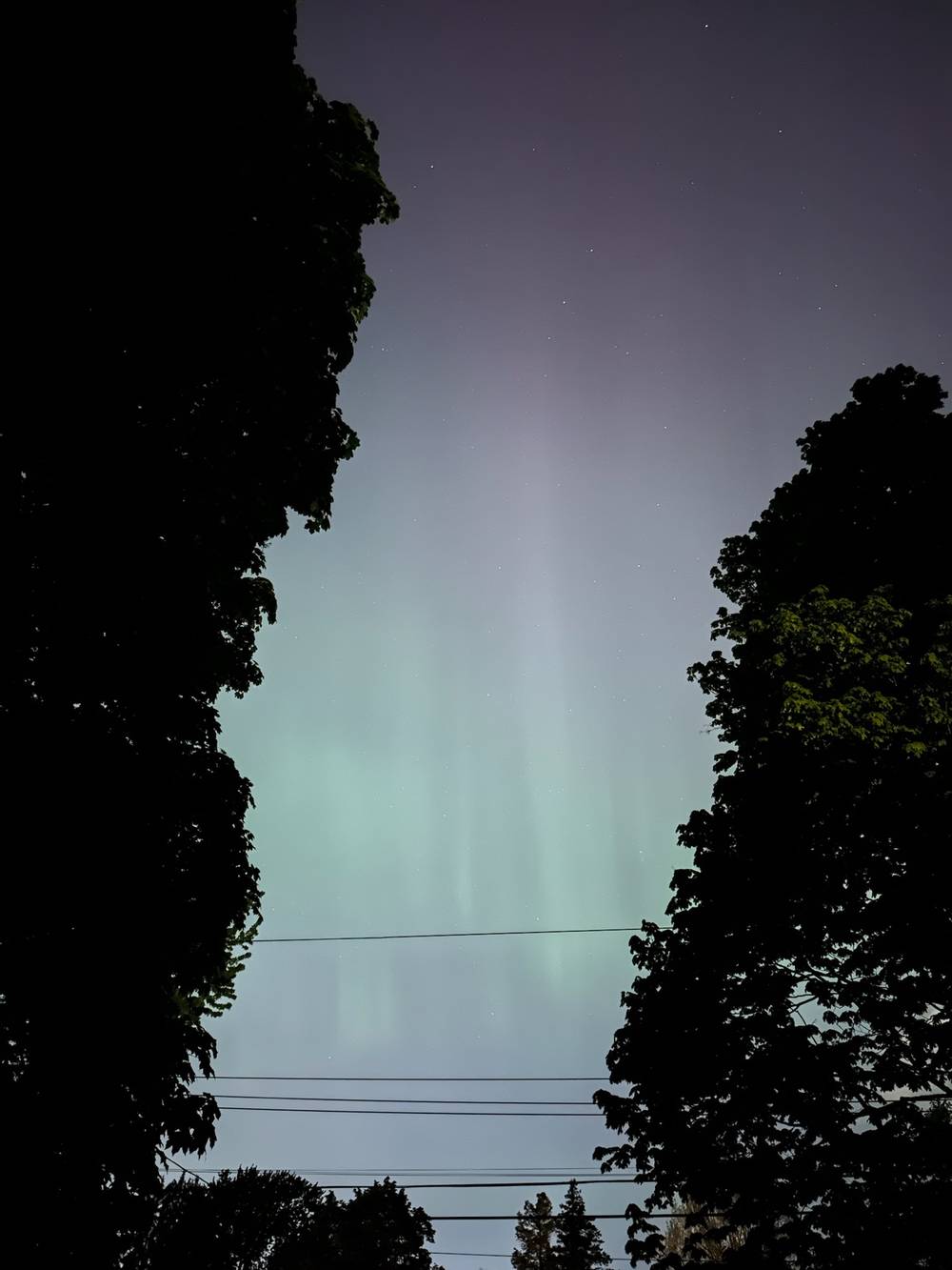 green-purple streaks from the aurora between two towering trees